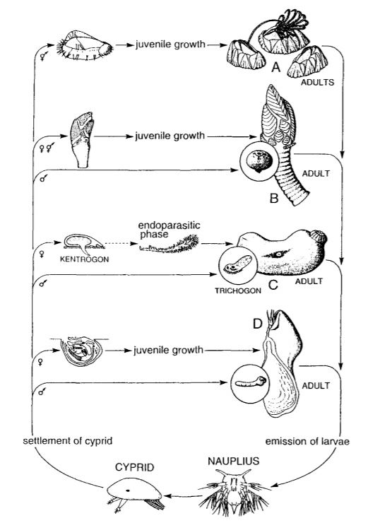 figure image